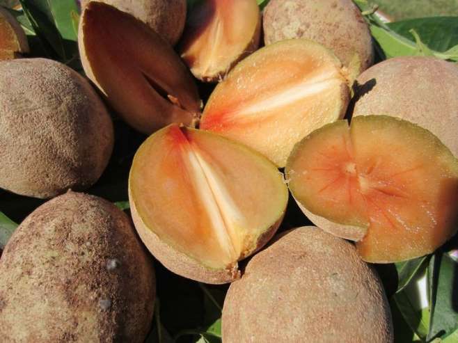 تصویر 2 از خرید میوه چیکو تازه چابهار + قیمت چیکو صادراتی