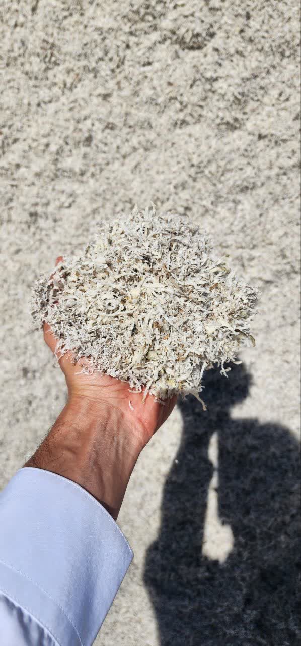 تصویر 1 از سفارش اینترنتی تفاله چغندر برای گاو شیری