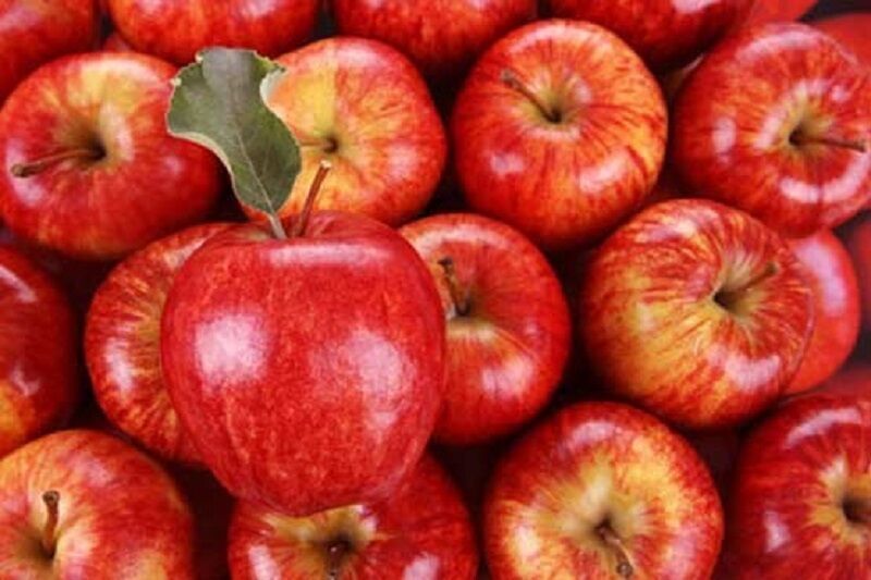 خرید سیب گالا ارگانیگ تبریز + خرید عمده