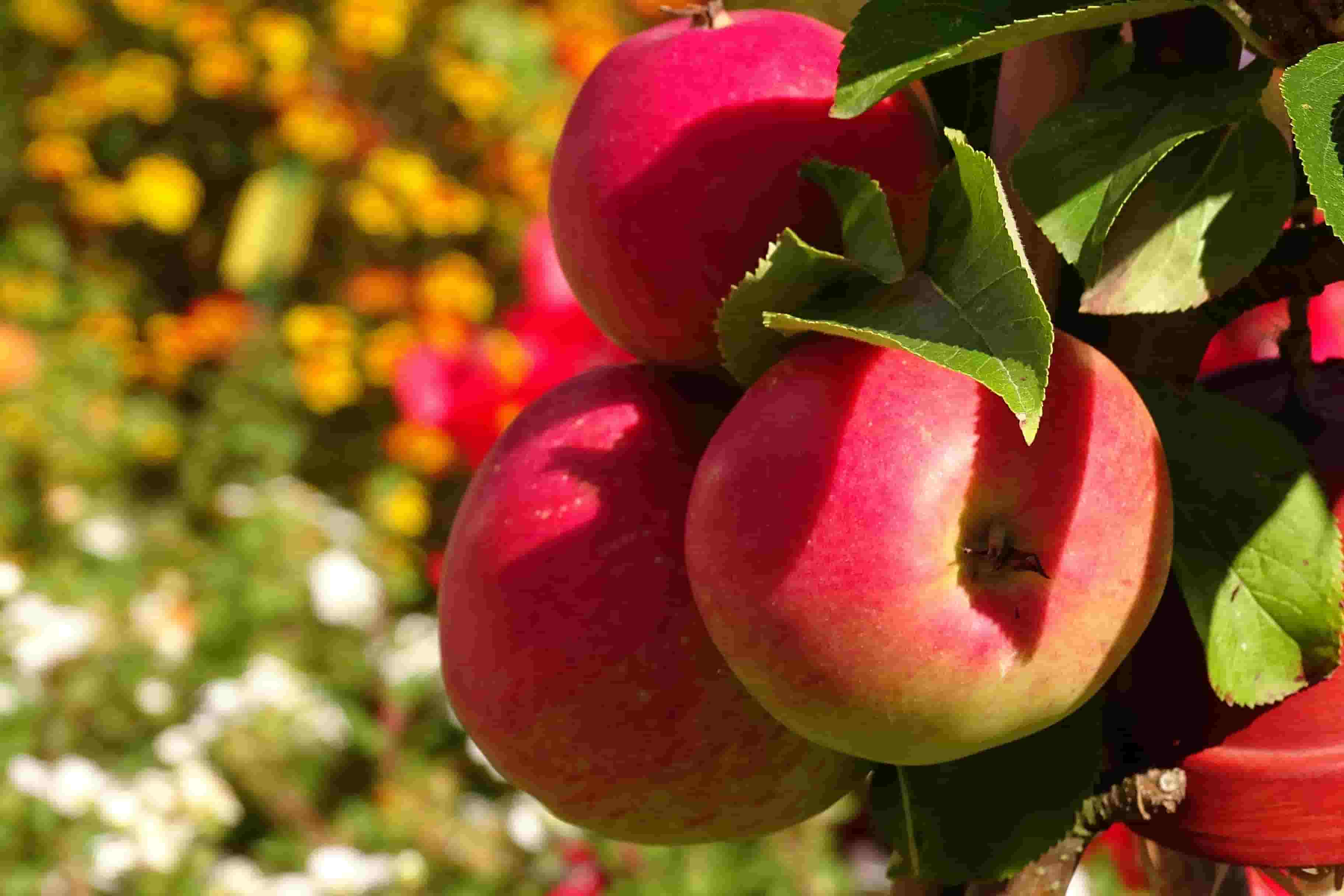 خرید سیب گالا ارگانیگ بجنورد + خرید عمده