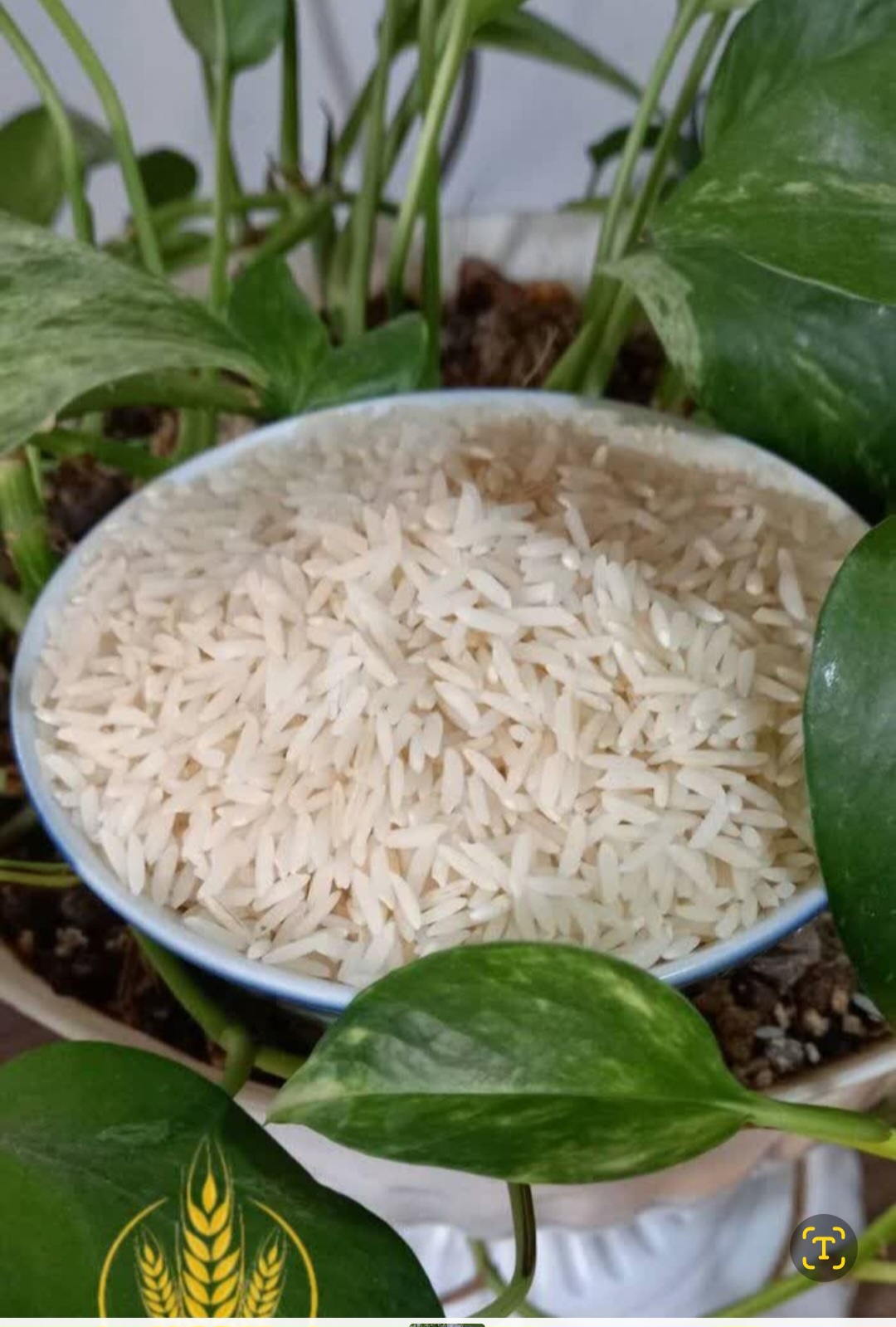 تصویر 1 از خرید برنج طارم هاشمی اعلا و مرغوب + خرید استثنائی