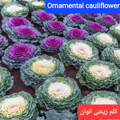 تصویر 2 از قیمت فروش انواع کلم زینتی گلدانی