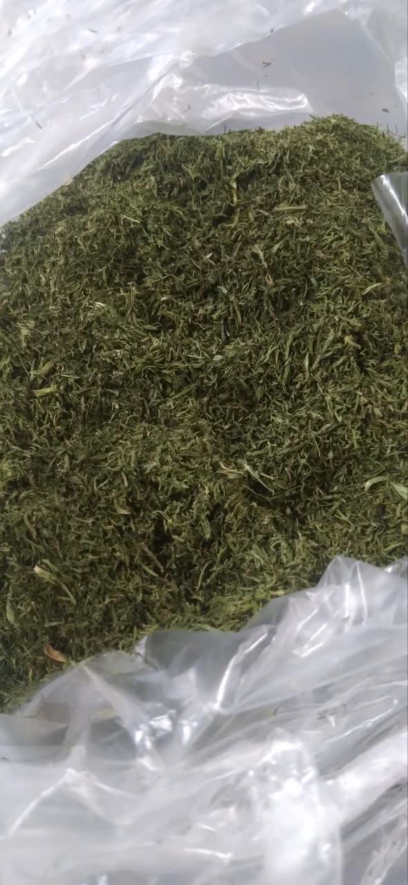 تصویر 1 از خرید عمده شوید خشک سرگل + تحویل فوری
