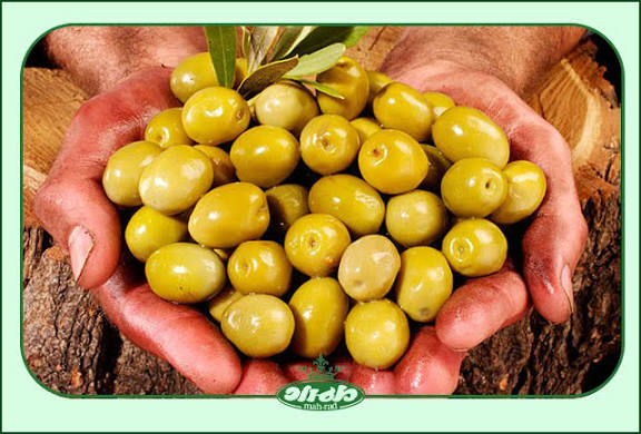 تصویر 2 از قیمت عمده + زیتون ویژه کامروز + ۵کیلویی