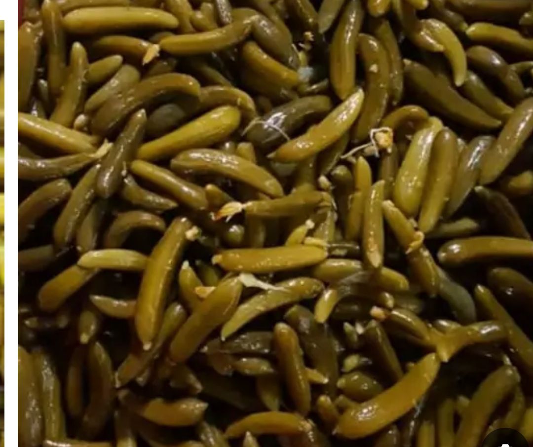 تصویر 2 از فروش فوری و ارزان خیارشور ویژه شیروان