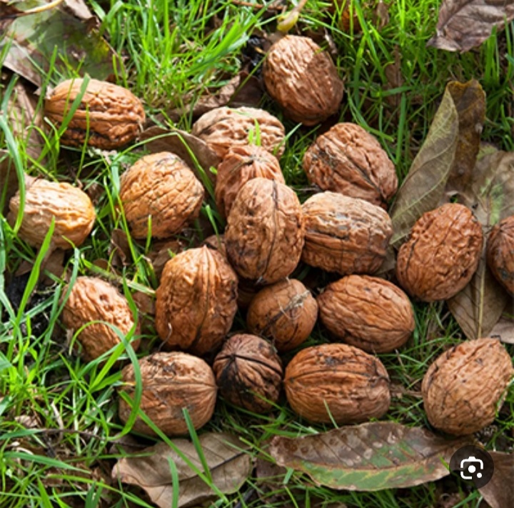 خریده عمده گردوی تویسرکان ممتاز + فروش عمده با سوده بی‌نظیر