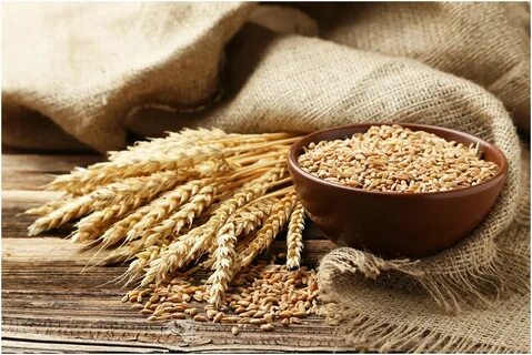 قیمت خرید ارزان گلوتن گندم با پروتئین بالا و صادراتی