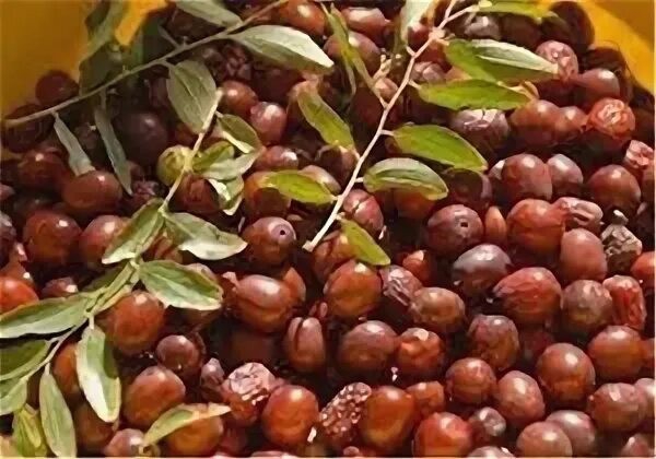 تصویر 1 از خرید بهترین عناب بیرجند