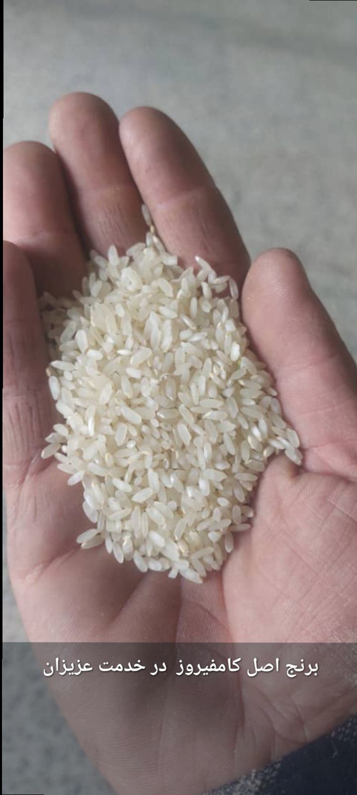 قیمت خرید برنج مرغوب فارس