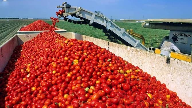تصویر 4 از خرید به صرفه رب گوجه فرنگی قوطی