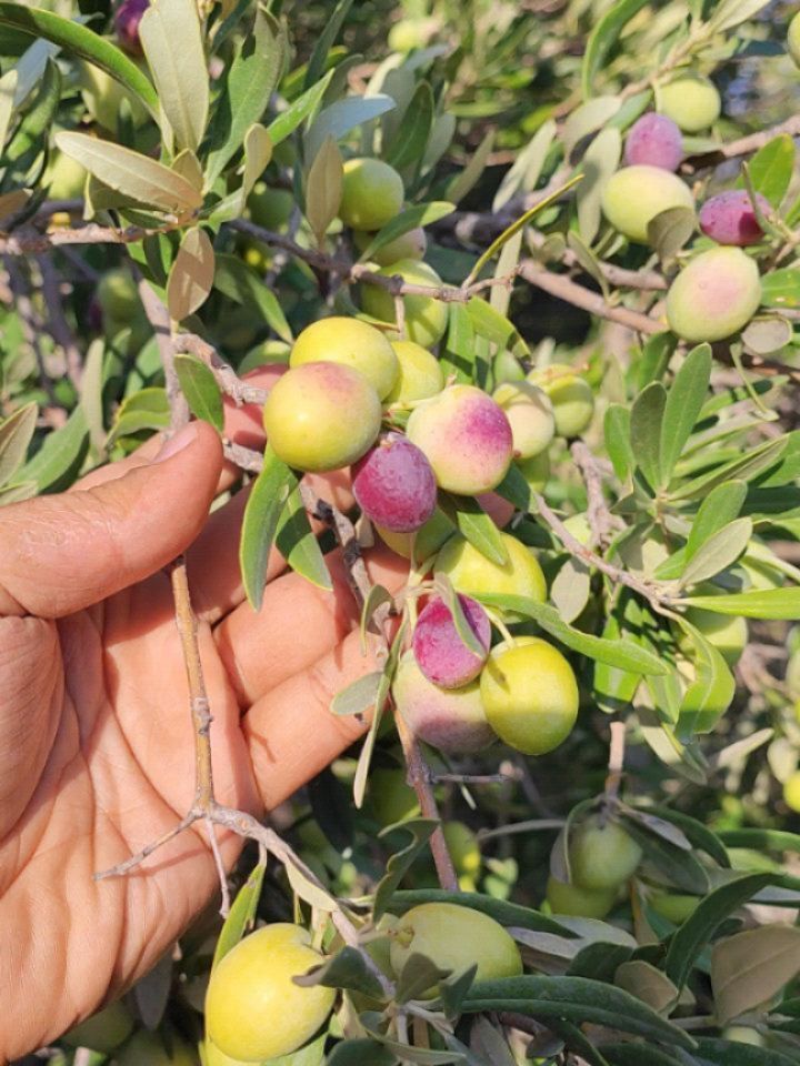 تصویر 1 از خرید روغن زیتون فرابکر + قیمت ویژه