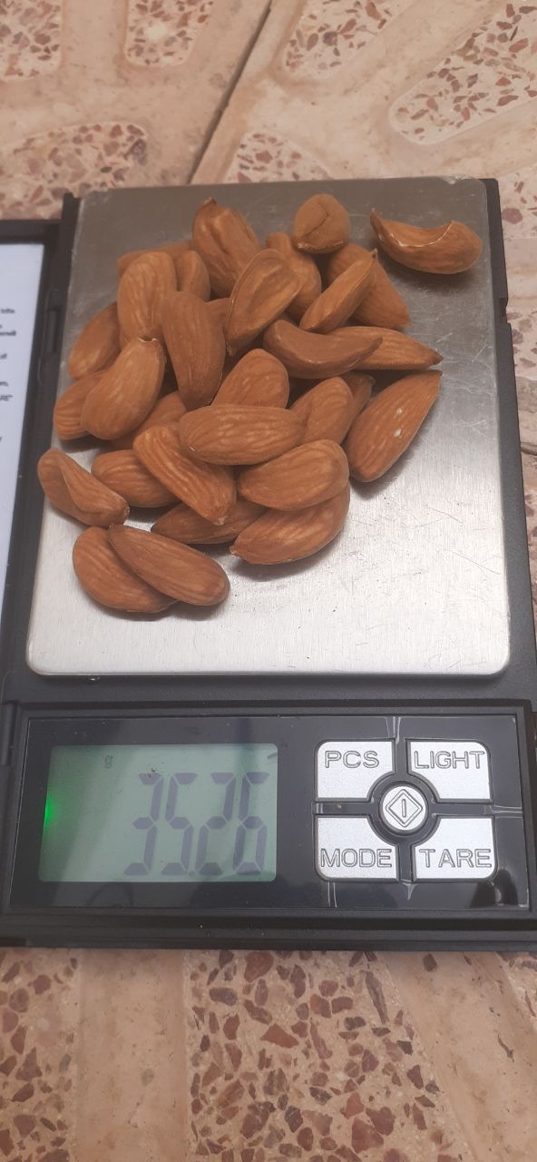 تصویر 2 از فروش به صرفه بادام مامایی