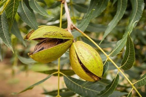 تصویر 2 از نهال گردو پکان با ضمانت سلامت + نهال گردو پکان صادراتی