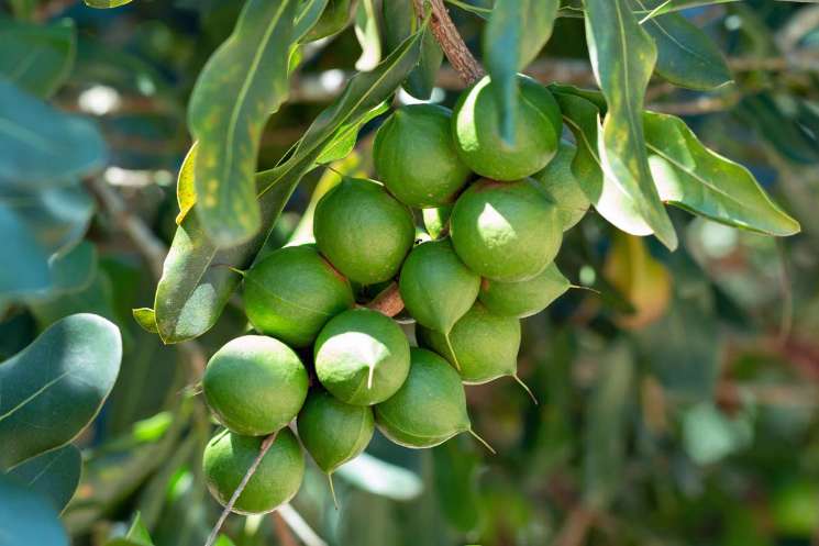 تصویر 5 از قیمت نهال فندق ماکادمیا