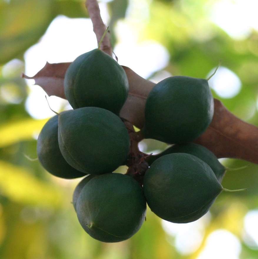 تصویر 4 از قیمت نهال فندق ماکادمیا