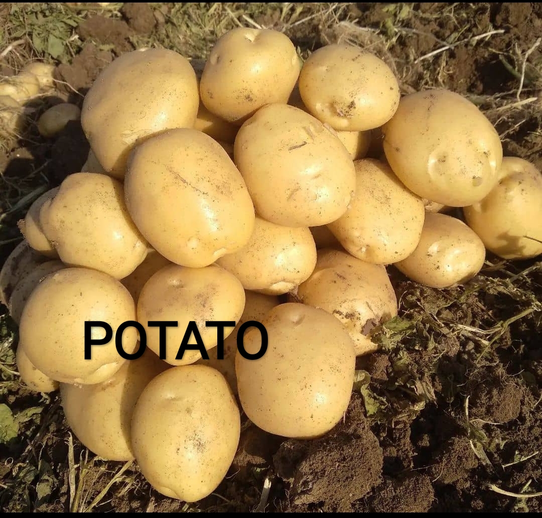 تصویر 1 از قیمت خرید عمده سیب زمینی دوناتا از کشاورز + فروش صادراتی