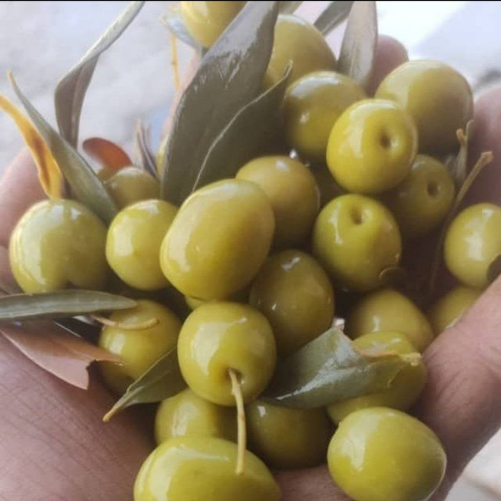 تصویر 4 از فروش ویژه ی زیتون بدون هسته سوپر ویژه ی طارم زنجان