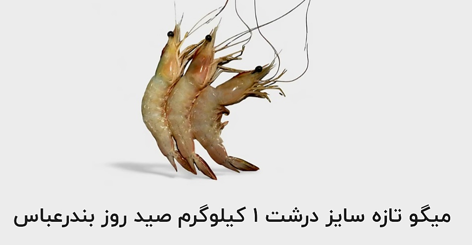 تصویر 1 از قیمت خرید آنلاین میگو تازه سایز درشت ۱ کیلوگرم صید بندر عباس