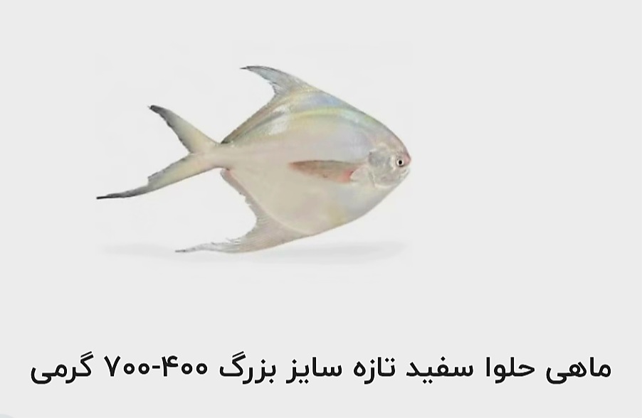 تصویر 1 از قیمت خرید ماهی حلوا سفید تازه سایز بزرگ ۴۰۰-۷۰۰ گرمی