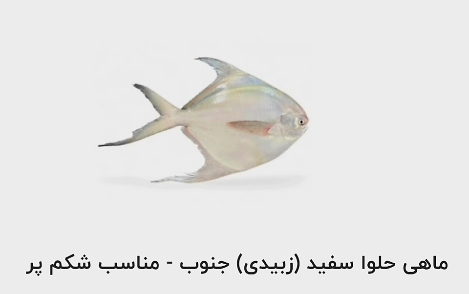 تصویر 1 از قیمت خرید ماهی حلوا سفید (زبیدی) جنوب  مناسب شکم پر