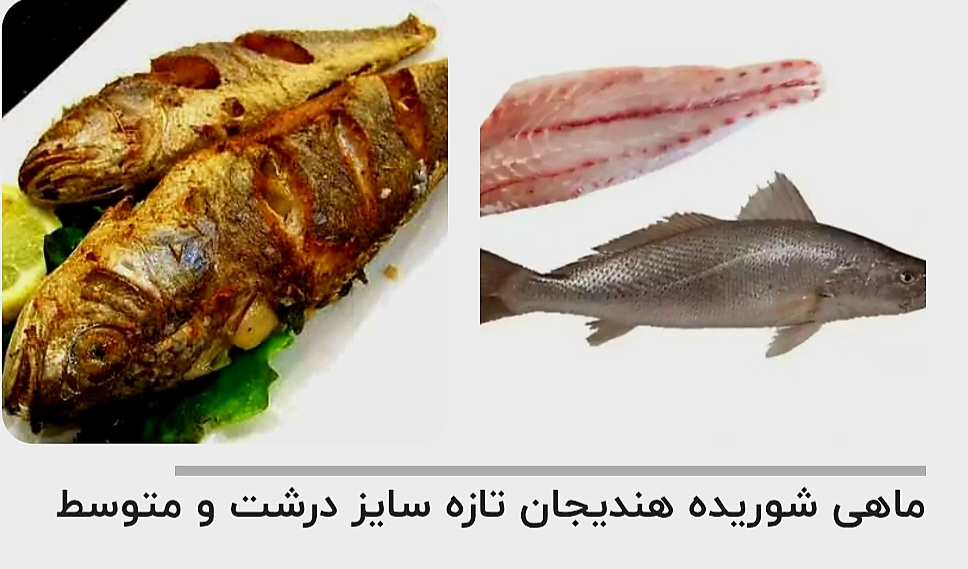 تصویر 1 از قیمت خرید ماهی شوریده هندیجان تازه سایز درشت و متوسط