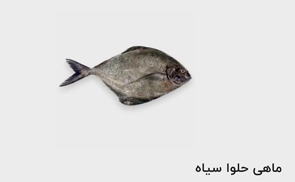 تصویر 1 از قیمت خرید ماهی حلوا سیاه