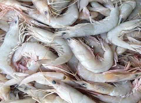 تصویر 1 از فروش شاه میگو جنوب + قیمت خرید به صرفه