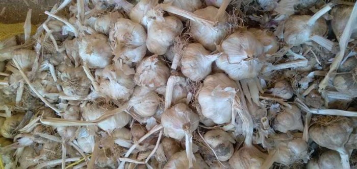تصویر 3 از فروش فوق العاده سیر قرمز اذر شهر