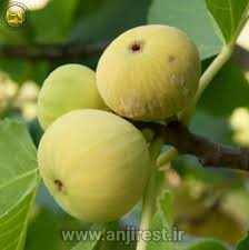 تصویر 5 از قیمت انجیر سفید طارم شهریور ۱۴۰۴ + قیمت فروش