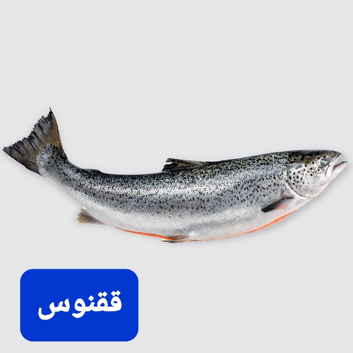 تصویر 1 از قیمت فروش انواع ماهی سالمون تازه و فرآوری شده