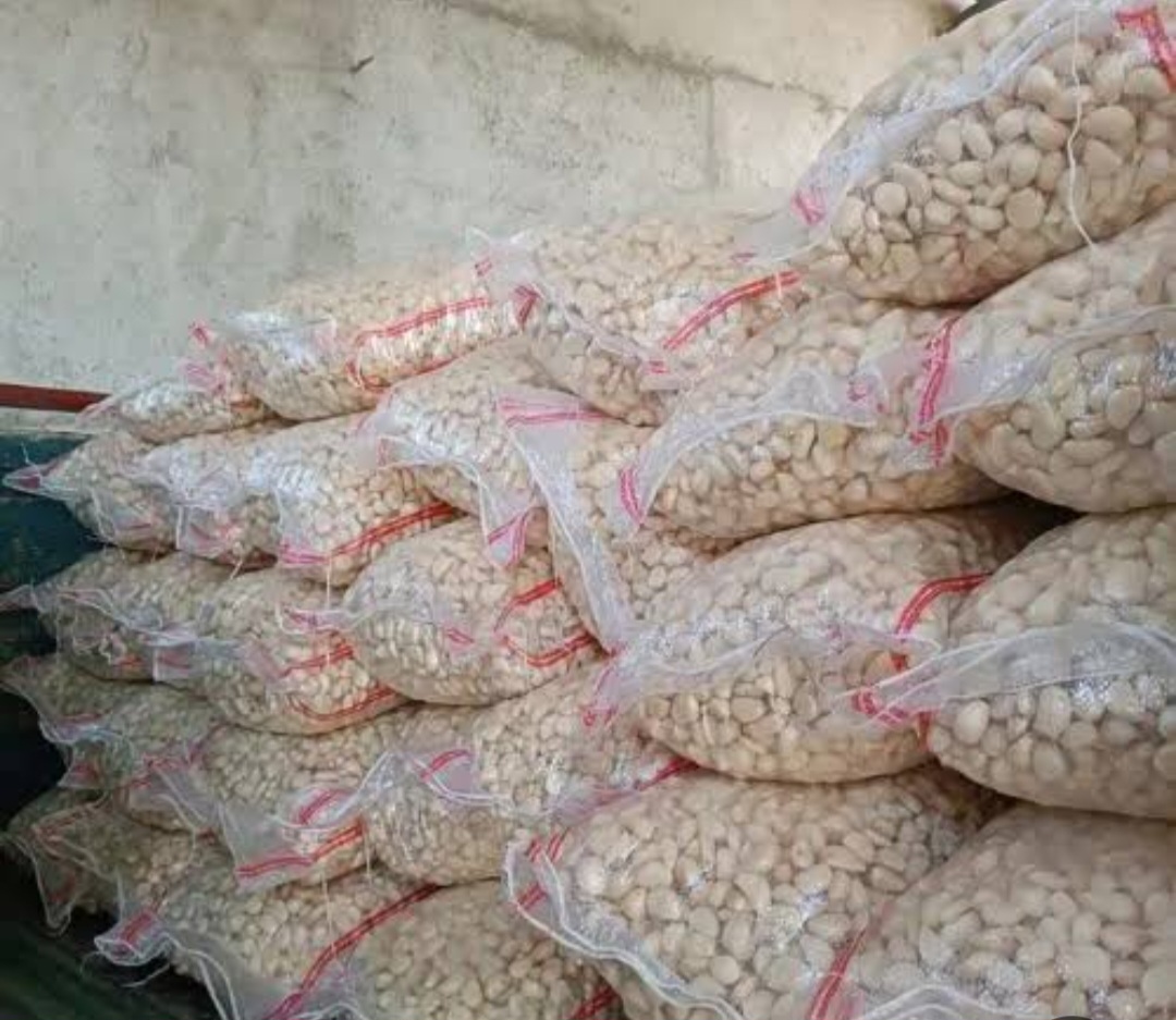 تصویر 2 از فروش عمده سیر مروارید سولان + مرکز سیر ایران