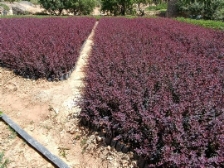 تصویر 6 از نهال زرشک برای صادرات + نهال زرشک صادراتی