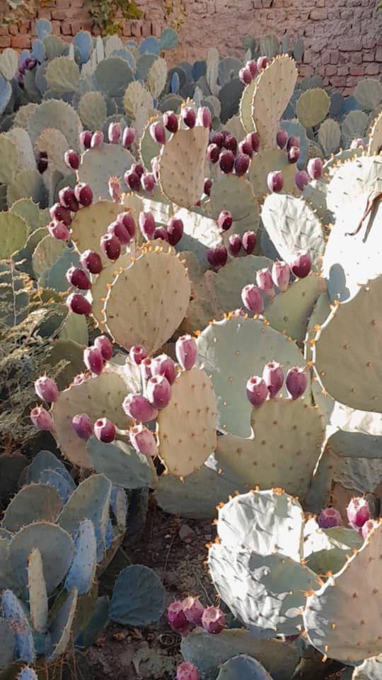 تصویر 1 از فروش میوه کاکتوس عمده + مستقیم از مزرعه
