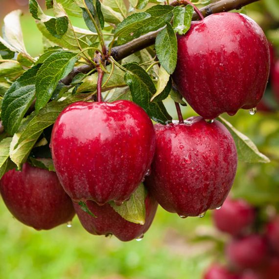 تصویر 4 از قیمت عمده فروشی سیب رد چیف + یزد