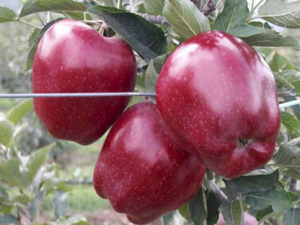 تصویر 2 از قیمت عمده فروشی سیب رد چیف + گرگان