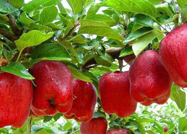 تصویر 1 از قیمت عمده فروشی سیب رد چیف + مهاباد