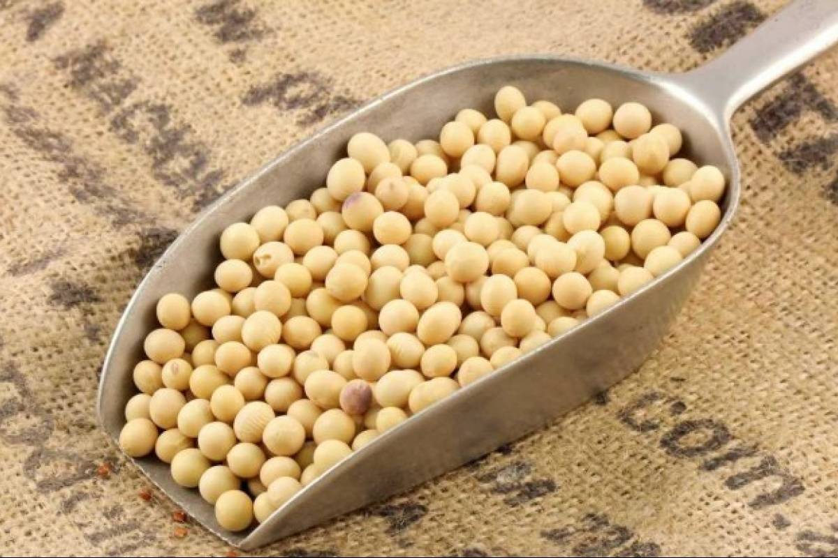 دانه سویا مرغوب