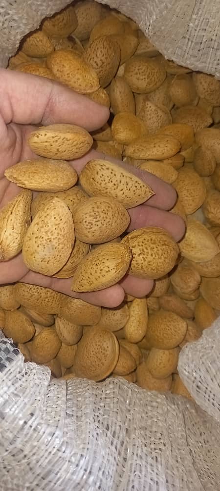 تصویر 2 از قیمت خرید کشمش زرد قلمی + فروش ویژه