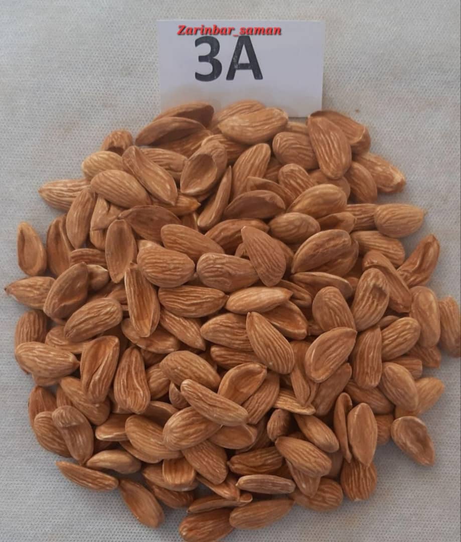 تصویر 1 از خرید مغز بادام مامایی + فروش