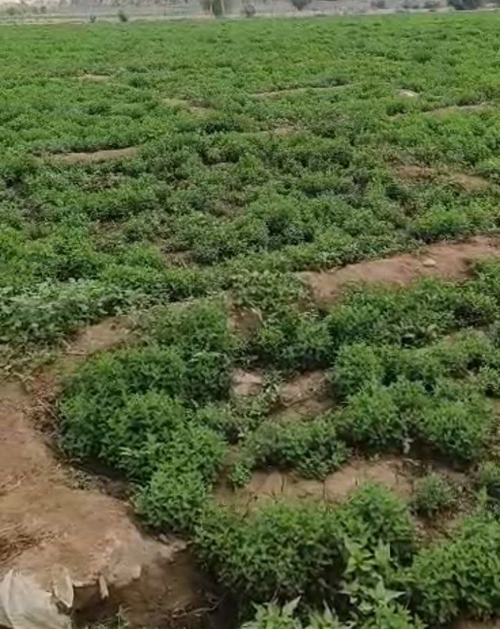 فروش عمده نعناع به حال خود + انتخابی اقتصادی و پر کاربرد