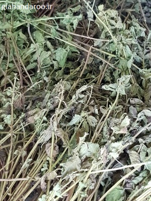 تصویر 3 از فروش عمده بادرنجبویه بحال خود + انتخابی کاربردی برای مصارف دارویی و صادراتی