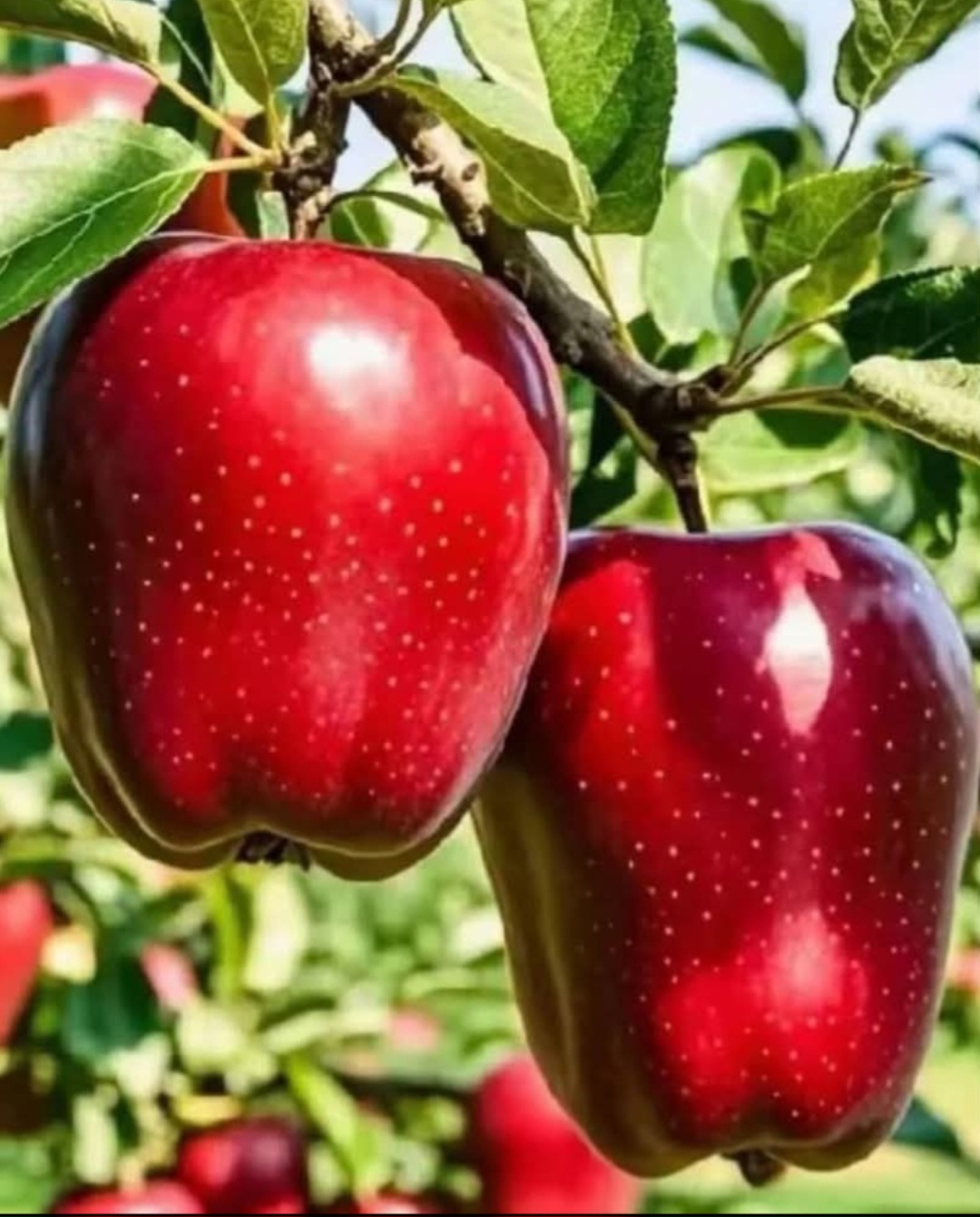 خرید و فروش سیب قرمز