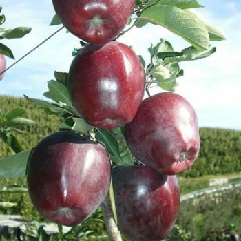 تصویر 1 از خرید و فروش سیب سمیرم اصفهان