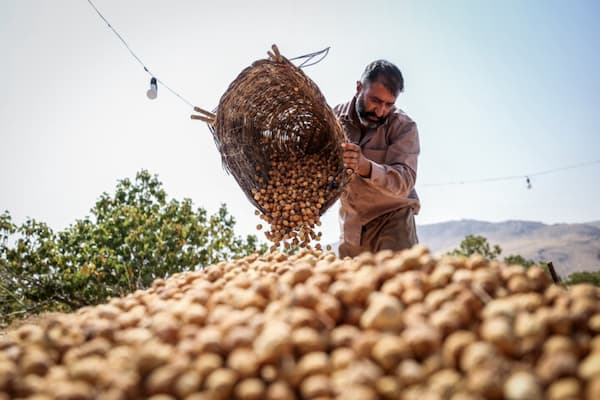 تصویر 3 از خرید انجیر صد یک 2A قیمت باور نکردنی