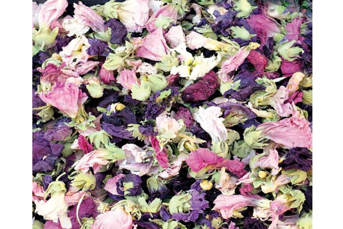 تصویر 4 از خرید و فروش عمده گل ختمی رنگی صادراتی + جذاب و کاربردی