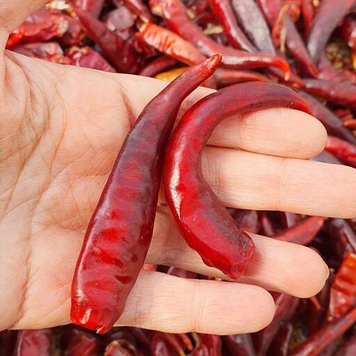 تصویر 2 از فروش عمده فلفل قرمز صادراتی محصولی اقتصادی و پر کاربرد