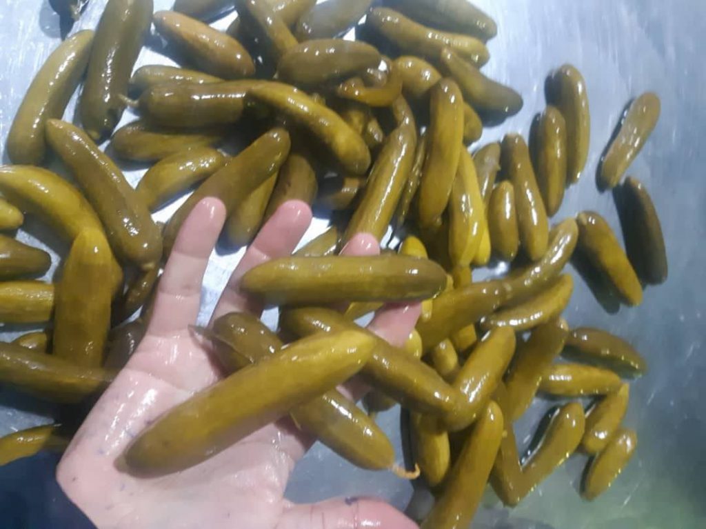 تصویر 2 از قیمت روز و خرید مستقیم خیارشور ویژه دبه و حلب