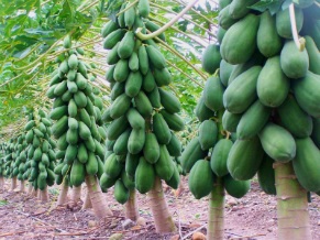 تصویر 4 از فروش نهال پاپایا رقم تجاری مقاوم به خشکی