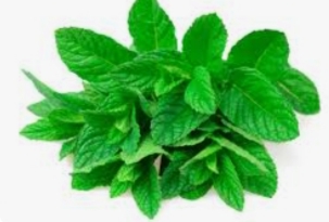تصویر 1 از عرق نعنای ممتاز + فروش عمده