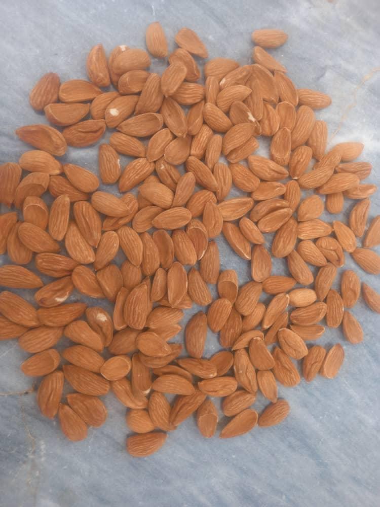 تصویر 1 از قیمت بهترین مغز بادام در ایران